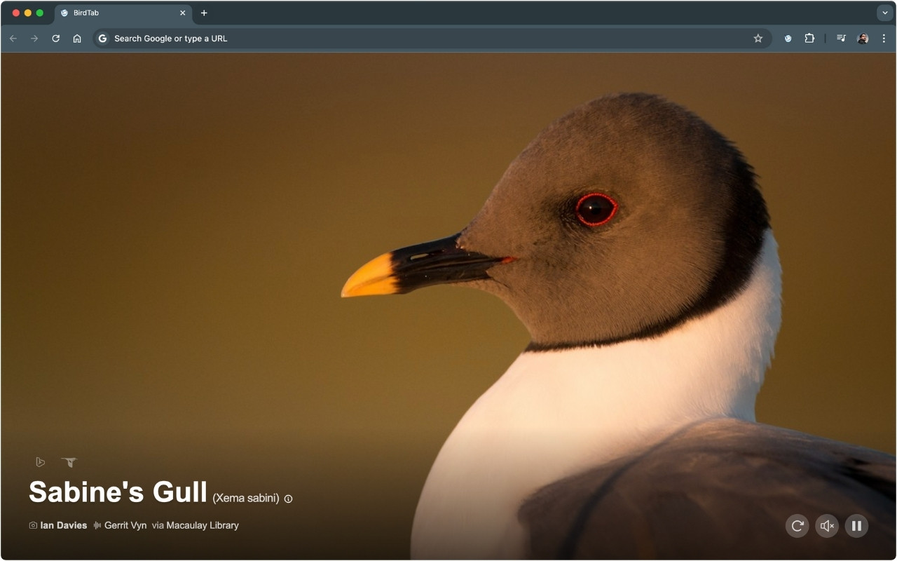BirdTab preview